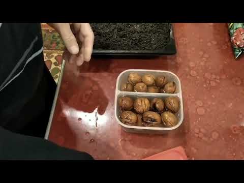 Видео: Проращивание грецкого ореха в домашних условиях.