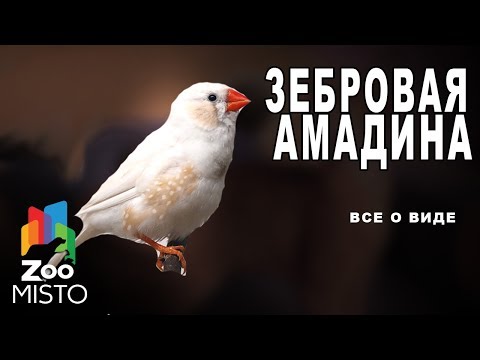 Видео: Зебровая амадина - Все о виде птицы |Вид птицы -  Зебровая амадина