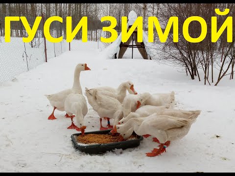 Видео: Гуси зимой на улице. Содержание без проблем.