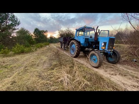 Видео: Сільська буденність: Обрізка дерев і вивіз гілля трактором ❌МТЗ 80👍
