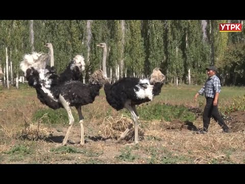 Видео: Таласта талпынган төө куштар