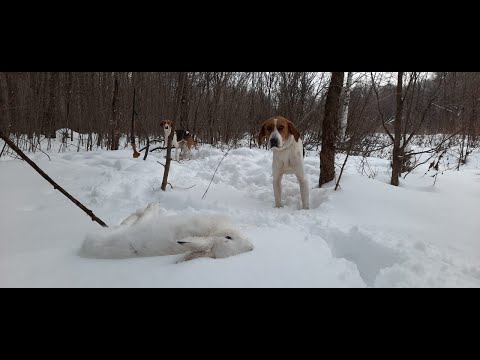 Видео: Охота с Русскими пегими гончими # 11. Добываем беляка. Закрепляем пройденный урок.