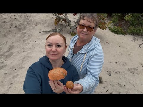 Видео:  Лесные чудеса Америки! Грибы прямо из песка на Кейп Коде 