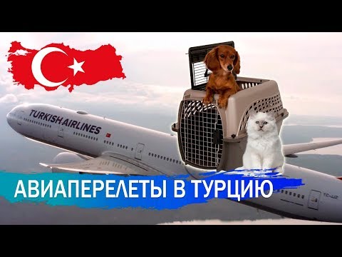 Видео: Авиаперелет в Турцию. Летим с животным.