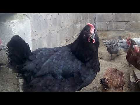 Видео: ДЖЕРСИЙСКИЙ ГИГАНТ и ЛИВЕНСКАЯ СИТЦЕВАЯ ПОРОДА КУР. КТО ЛУЧШЕ? МОЙ ОПЫТ..5 січня 2020 р.