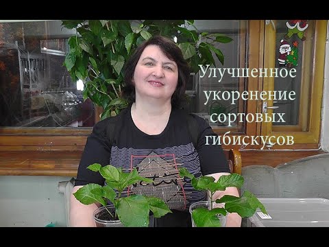 Видео: Улучшенное укоренение сортовых гибискусов от Ольги Пряниковой