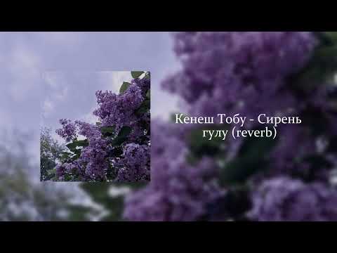 Видео: Кенеш Тобу - Сирень гулу (reverb)