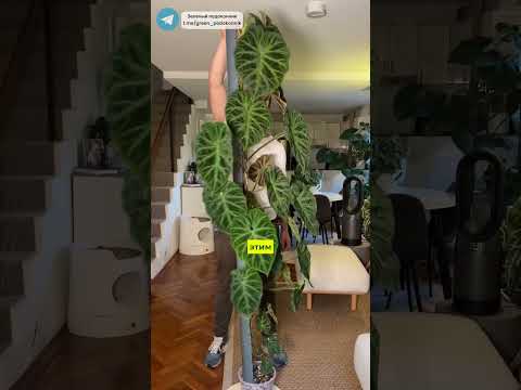 Видео: СРОЧНО ПРОЛЕЙТЕ ЦВЕТЫ ЭТИМ #садоводничество #растения #подкормка #цветы #сад