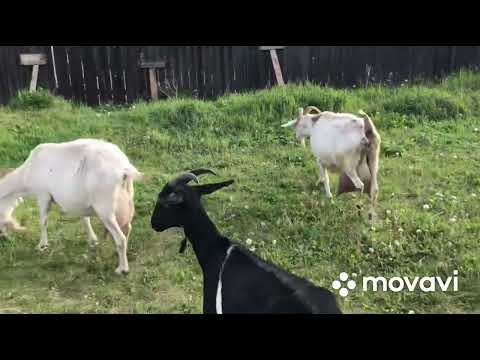 Видео: Про коз и козлов//
