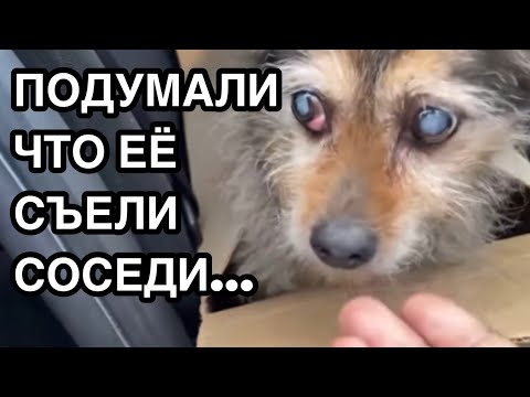 Видео: Спасение животных/ Можно ли заработать на краже слепой собачки?