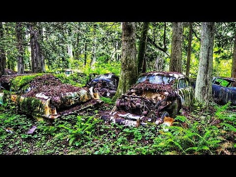 Видео: Вот это лес и находок тьма и без грибов не осталась. Девушка с МД.