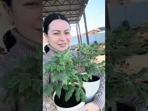 Видео: Просто день
