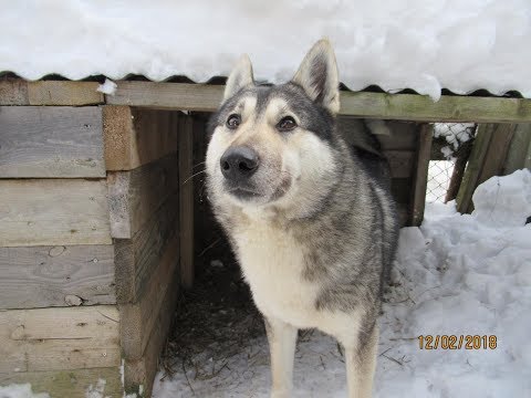 Видео: Приехали с Тайной/Соболь ты дома/