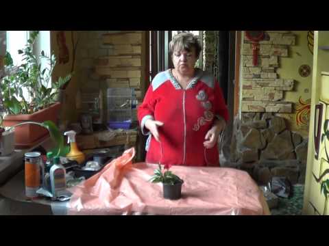 Видео: Дипладения (Мандевилла Блестящая). Редко Всречающиеся Цветущие Растения