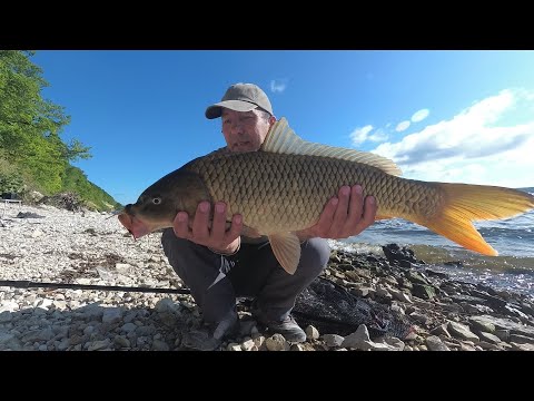 Видео: Рыбалка на Волге.  Ловля сазана, леща.