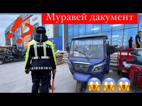 Видео: Муравей Янги  Нарх Ва Конун !!