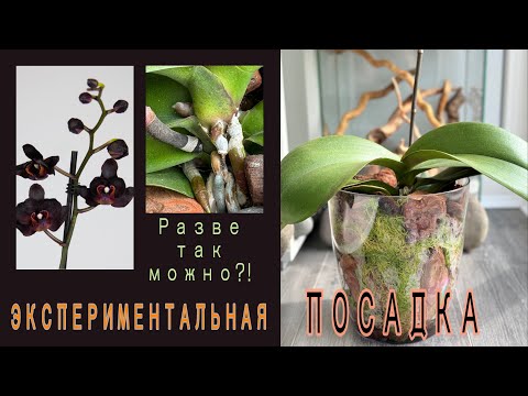 Видео: ТорфСтакан оставила в НОВОЙ посадке фаленопсиса😱