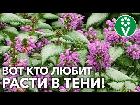 Видео: ЛУЧШИЕ ТЕНЕВЫНОСЛИВЫЕ РАСТЕНИЯ ДЛЯ ВЛАЖНЫХ ПОЧВ! Создайте тенистый уголок для летнего отдыха!