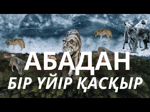 Видео: Абадан Бір үйір қасқыр. Аңшылар.