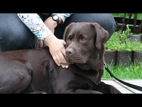 Видео: ДТ-196. Самостоятельный лабрадор или почему хозяйка лишняя на прогулке