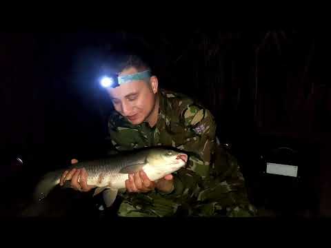 Видео: АМУРИ ЗБІСИЛИСЬ | КЛЬОВ ЯК З КУЛЕМЕТА | ВТОМИВСЯ ТАСКАТИ