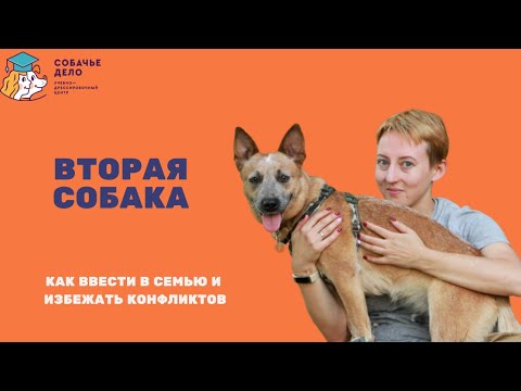 Видео: Вторая собака в семье. Как избежать конфликтов