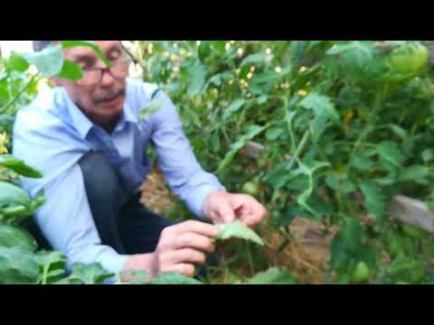 Видео: Не обрезайте листья у томато в большом количестве