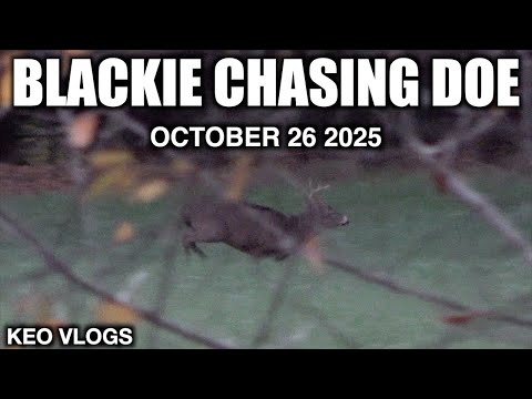 Видео: Первое появление Блэки в этом сезоне