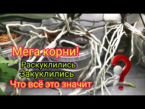 Видео: КОРНИ орхидеи ЗАКУКЛИЛИСЬ или В РОСТЕ  Как ПОНЯТЬ и ИЗБЕЖАТЬ