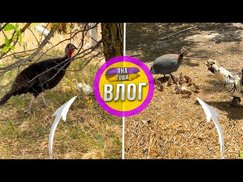 Видео: Не знаю что делать! Как быть!? Откуда эти цыплята? Цесарка и индюшка вывели цыплят! Бэбибум на ферме