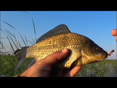 Видео: Щук не поймали, зато надубасили здоровенных карасе на боковой кивок.