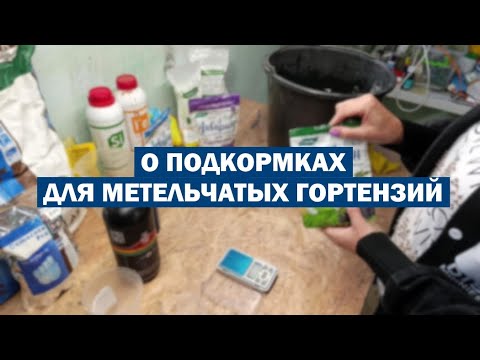 Видео: Поговорим о ПОДКОРМКАХ для метельчатых гортензий В ОТКРЫТОМ ГРУНТЕ