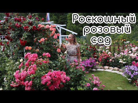 Видео: Роскошный розовый сад