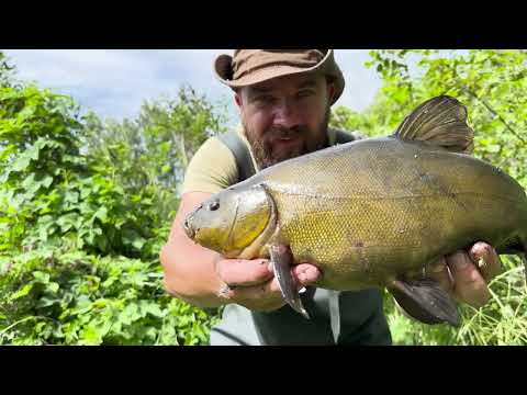 Видео: Де шукати і як спіймати ЛИНА