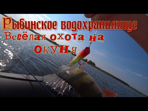 Видео: Рыбалка на Рыбинском водохранилище. Весёлая охота на окуня. Рыбалка на спиннинг. Рыбалка на хищника.