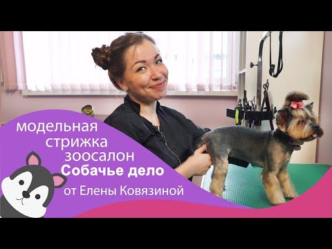 Видео: Модельная стрижка йоркширского терьера