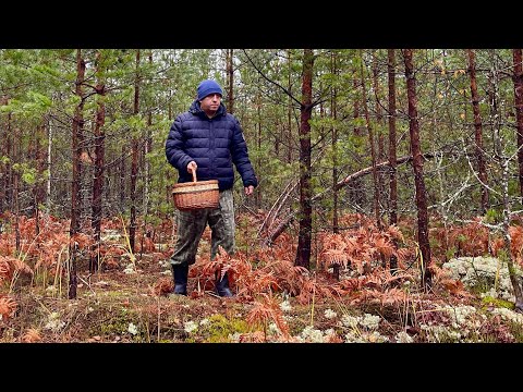 Видео: ГРИБНАЯ ТРОПА ПОРАДОВАЛА! Белые грибы и подосиновики ВЕЗДЕ! Грибы