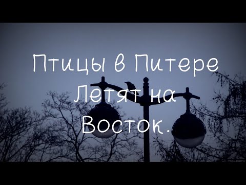Видео: Птицы в Петербурге Летят на Восток