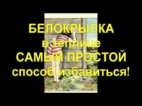 Видео: 27 ИЗБАВЛЯЕМСЯ ОТ БЕЛОКРЫЛКИ - 100% результат и самый простой способ.