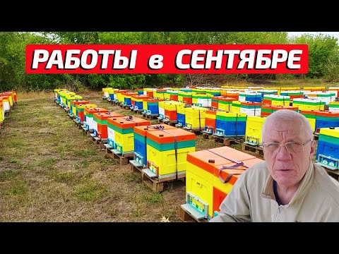 Видео: Как сократить гнездо пчел после объединения Работы на пасеке