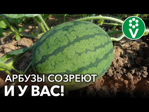 Видео: СЕКРЕТЫ ВЫРАЩИВАНИЯ КРУПНЫХ И СПЕЛЫХ АРБУЗОВ И ДЫНЬ! Формируем и подкармливаем арбузы правильно