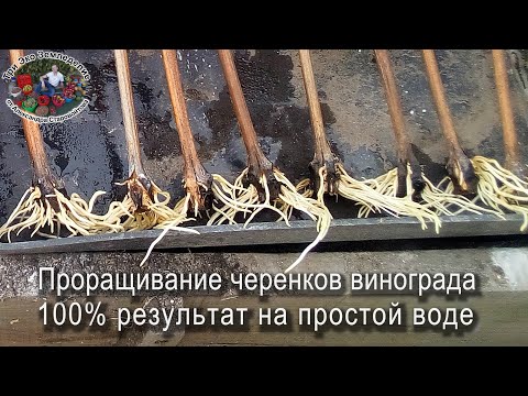 Видео: Проращивание черенков винограда, 100% результат на простой воде #ТриЭкоВиноградник