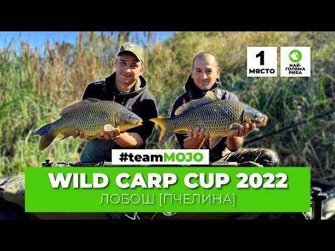 Видео: ПЪРВО МЯСТО ЗА #teamMOJO - ШАРАНДЖИЙСКО СЪСТЕЗАНИЕ WILD CARP CUP 2022, яз. Лобош (Пчелина)