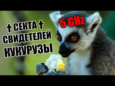 Видео: Секта кукурузников.