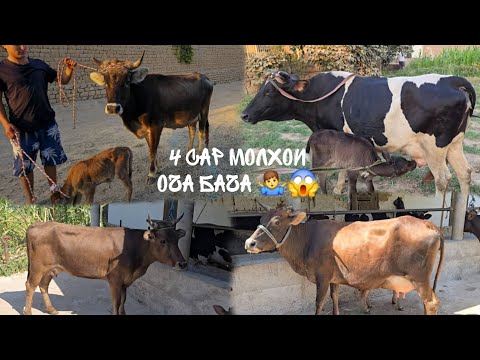 Видео: 4 сар гови гусоладори фуруши Тел: 076.17.54.54.      13.09.2025. г
