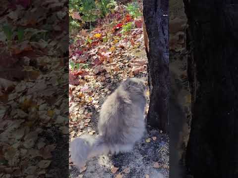 Видео: Кот Алекс присваивает дерево