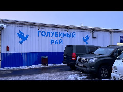 Видео: Ярмарка голубей Москва! #pigeons #садовод #ярмарка #голуби #göyərçin