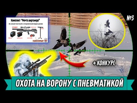 Видео: Охота на Ворону № 3-2024 + Конкурс для Всех! Crow Hunting - Pest Control. Кроухантинг. Jack Hunter.
