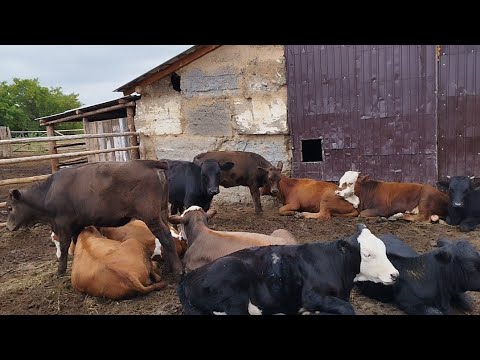 Видео: Мал шаруашылығы