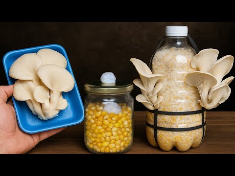 Видео: 🍄 Как выращивать грибы из супермаркета дома — от начала до сбора урожая